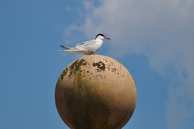 Holiday Dorset_9717_edited-1.jpg - COMMON TERN - BROWNSEA ISLAND